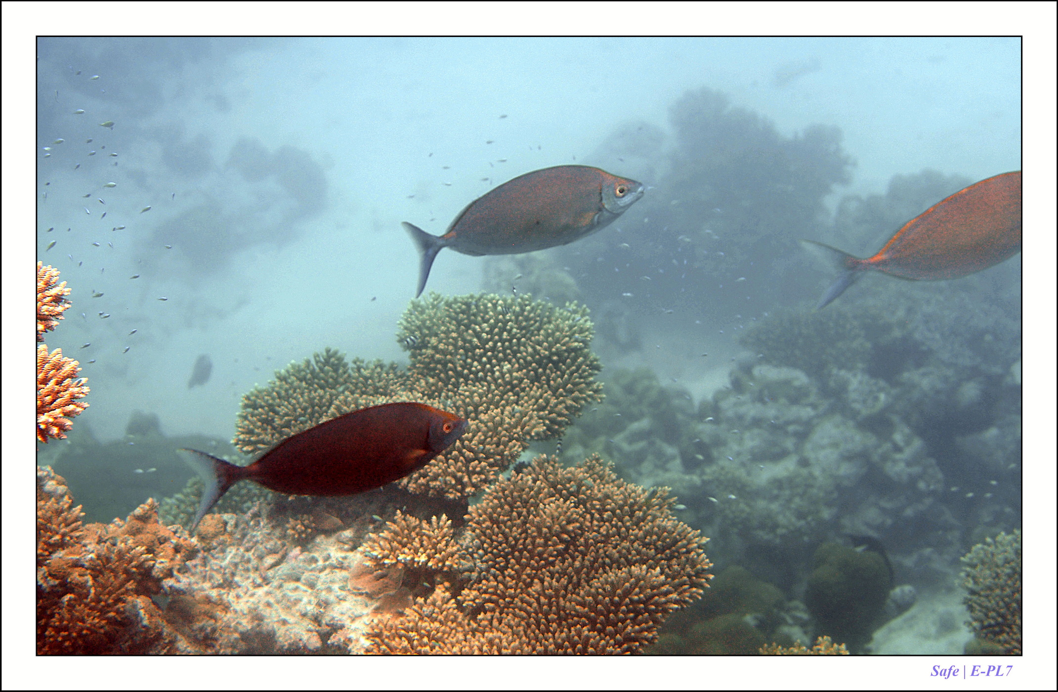 2022 - 07 - snorkeling Maldives - 028